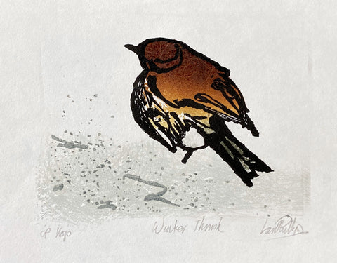 Winter Thrush CP Kozo