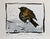 Winter Thrush CP4