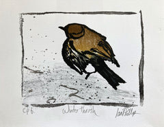 Winter Thrush CP6